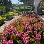 Delle Rose Villa